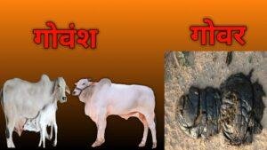 गौवंश का गोवर